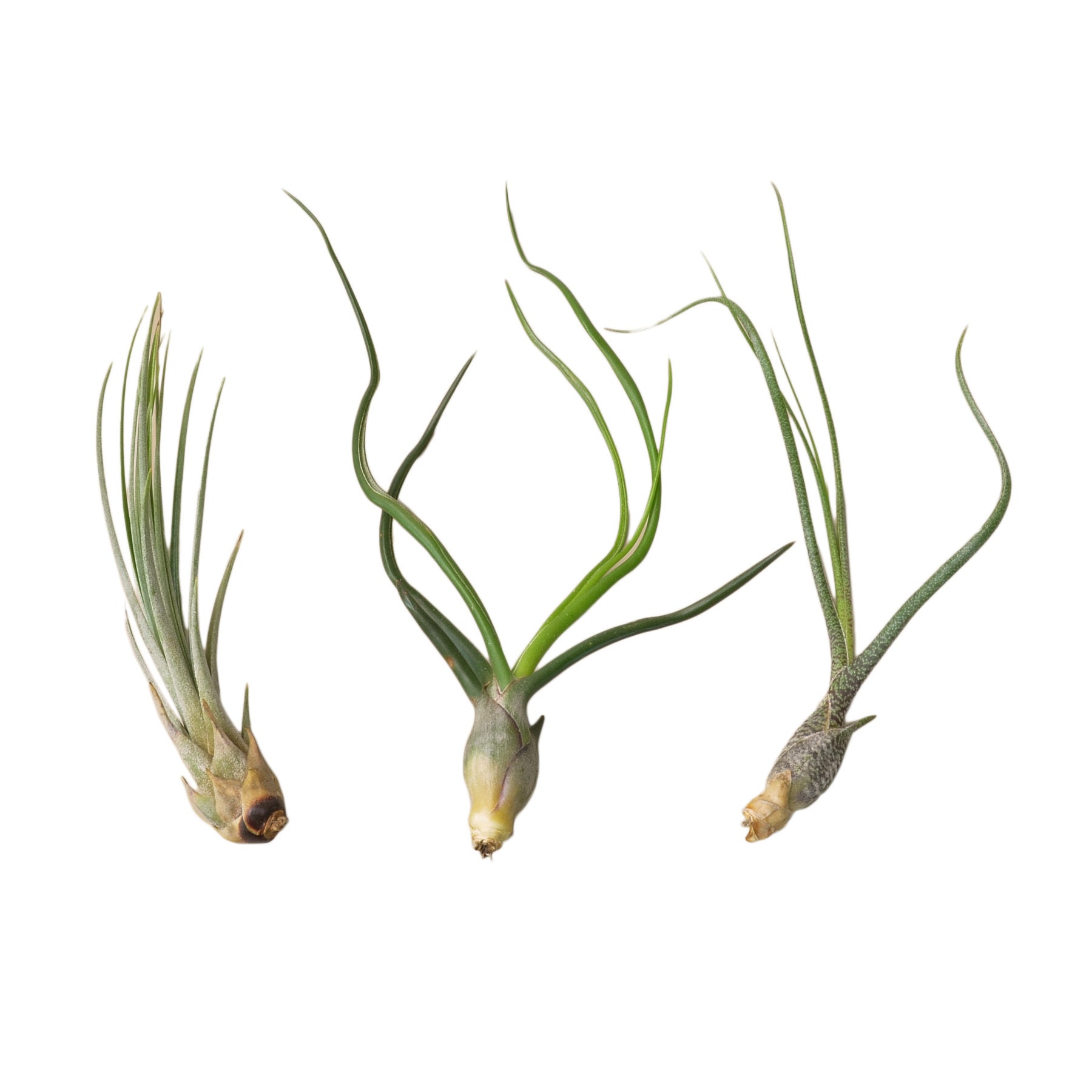 3 Large Tillandsia Air Plant Variety Pack - TheHardenGarden