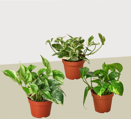 3 Pothos Variety Pack / 4" Pot / Live Plant / Home and Garden Plants - TheHardenGarden