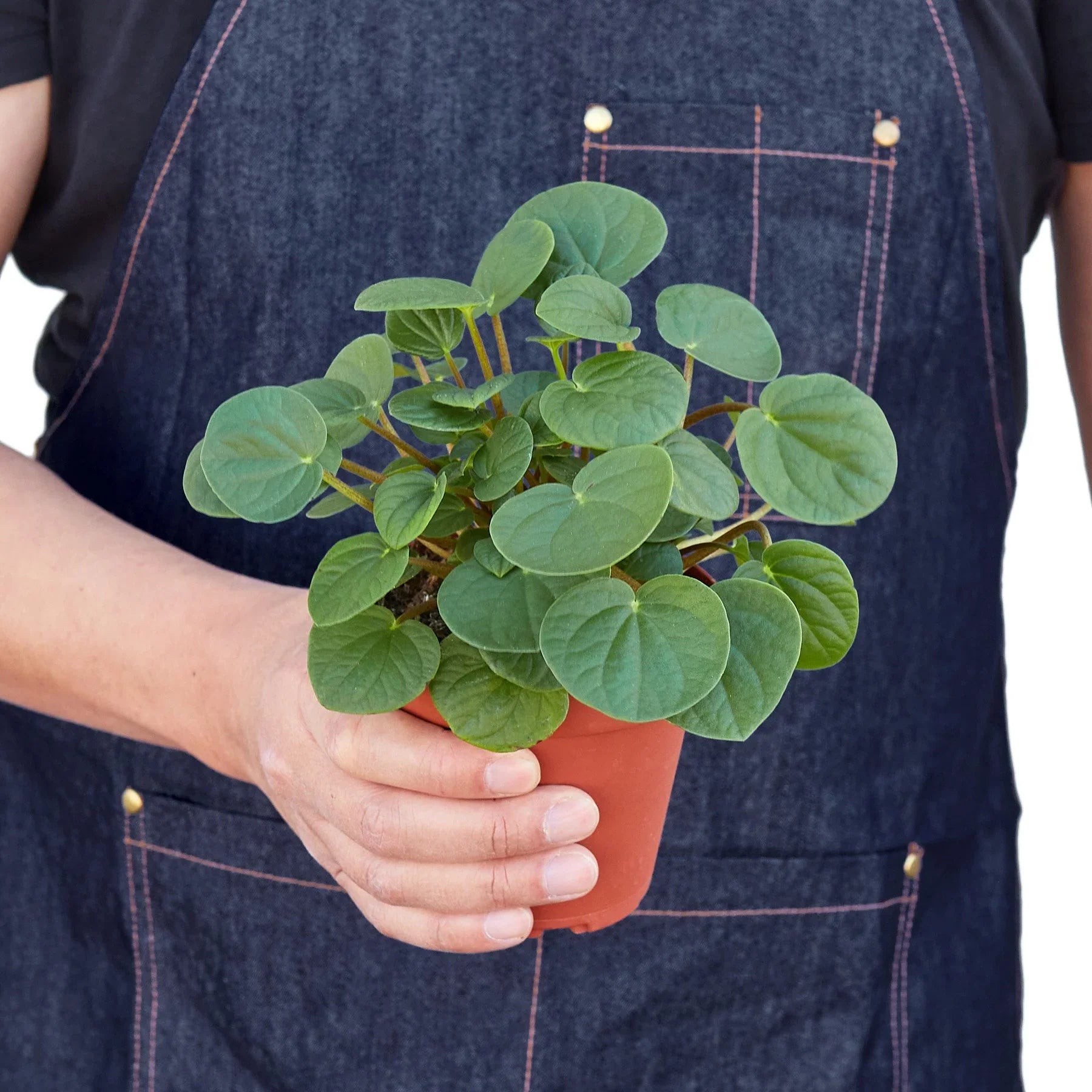 Peperomia 'Rana Verde', rana verde, rana verde meme, peperomia plant, large peperomia plant, indoor peperomia plant.
