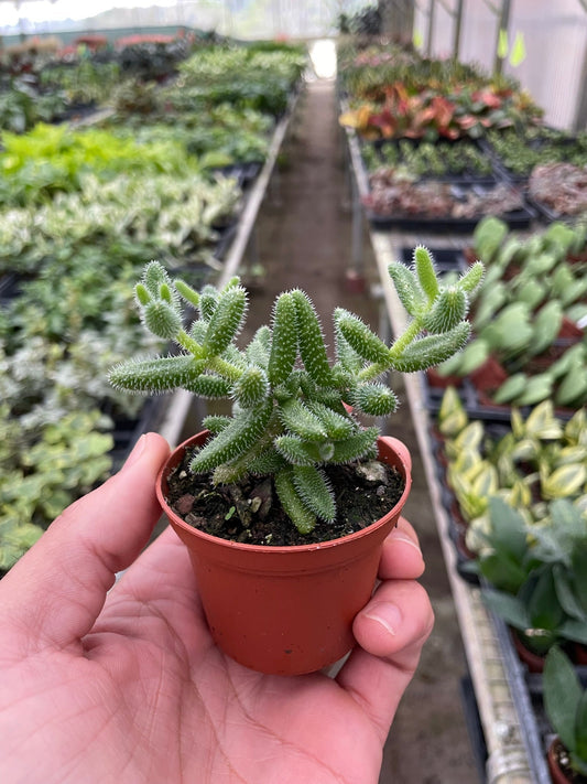 Cactus Succulent Drooping Prickly Pear