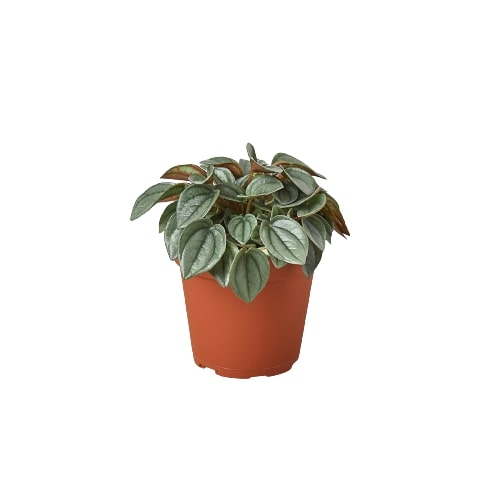 Peperomia Napoli Nights Radiator Plant 4 inch Pot