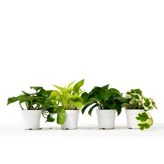 4 Different Pothos Plants in 4" Pots - TheHardenGarden