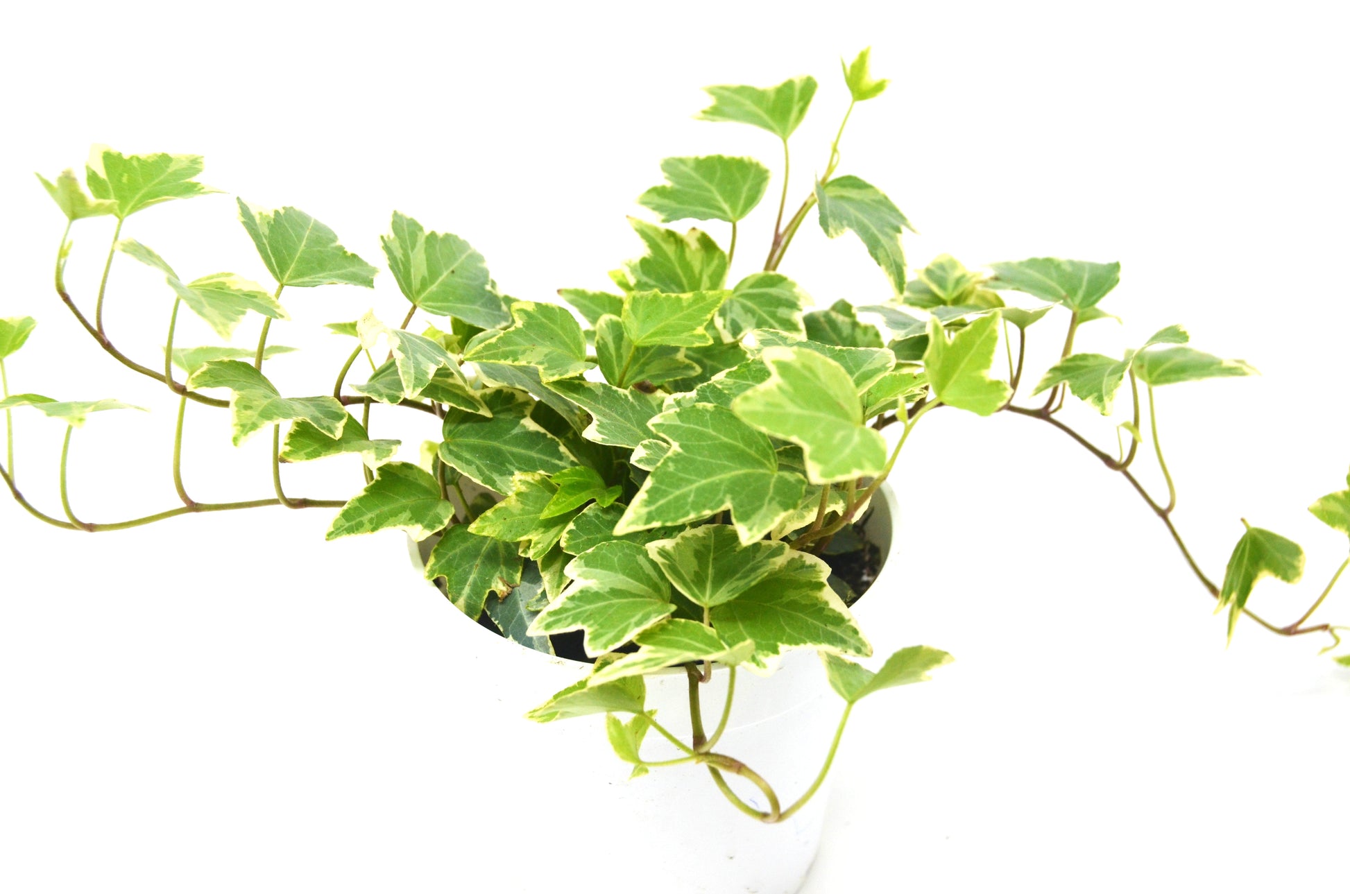 English Ivy Eva Trailing House Plants for Sale Online