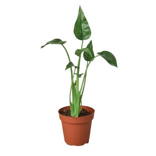 Alocasia Tiny Dancer, Tiny Dancer,  alocasia tiny dancer plant, alocasia tiny dancer flower, Indoor plant, Home Decor plant. 