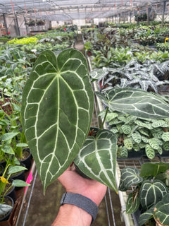 Anthurium Crystallinum