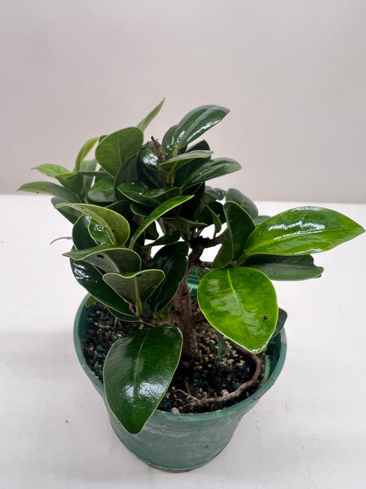 Bonsai Ficus Compacta Chinese banyan bonsai plants for sale