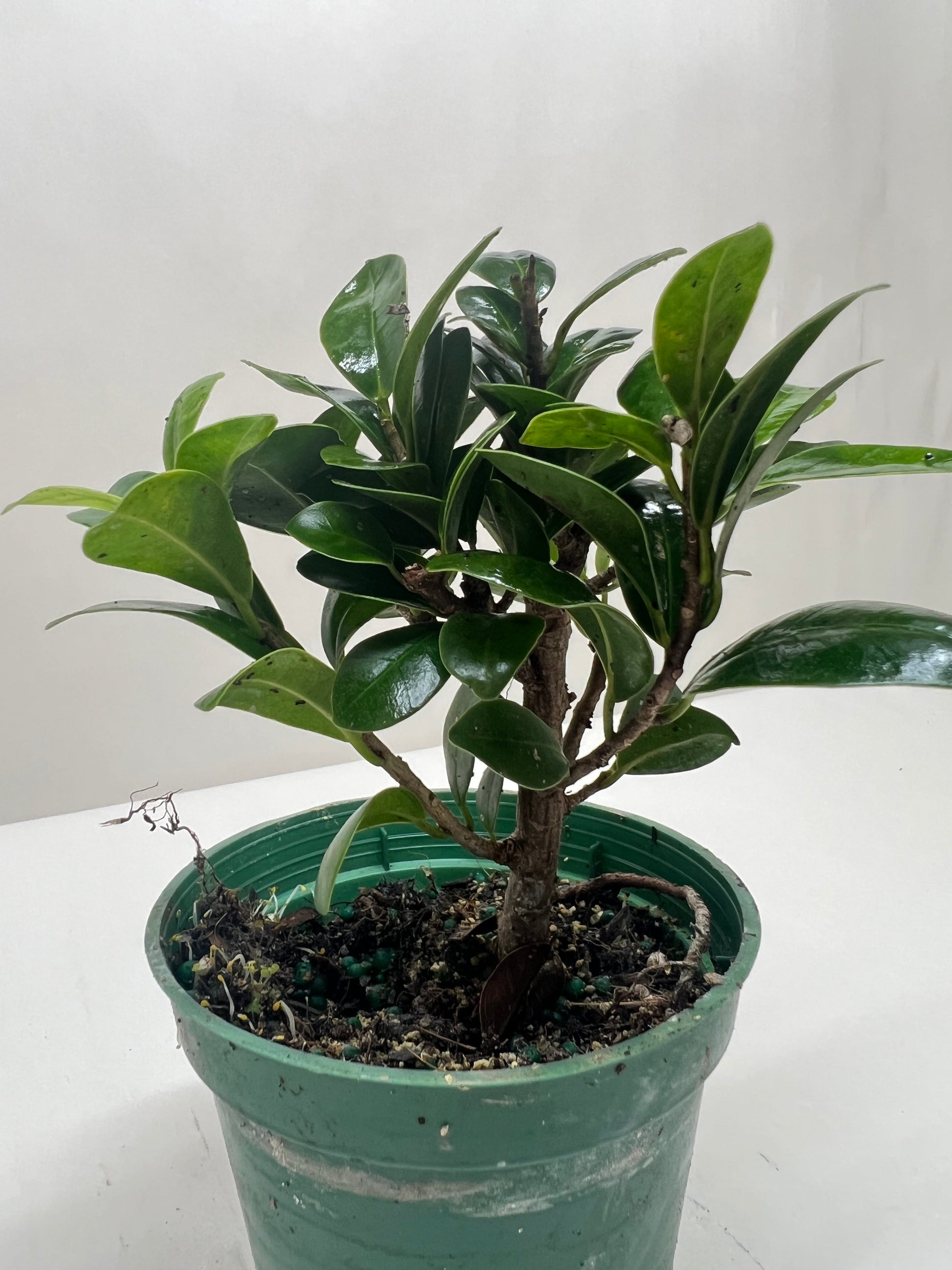 Bonsai Ficus Compacta Chinese banyan bonsai plants for sale