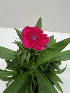 Dianthus Flower