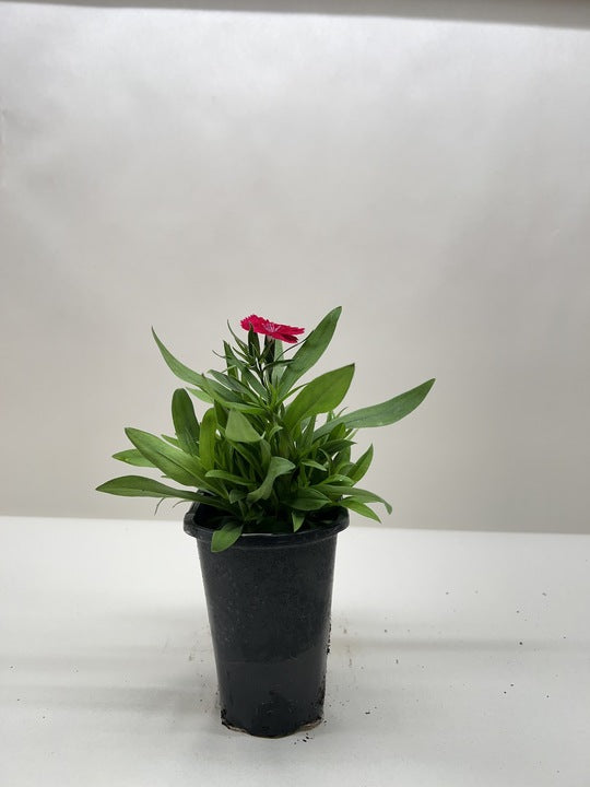 Dianthus Flowering House Plants for sale Online