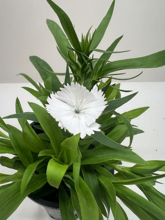 Dianthus Flowering House Plants for sale Online