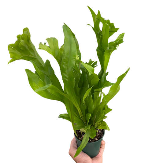 Green Flame Fern, Dwarf Elkhorn Fern