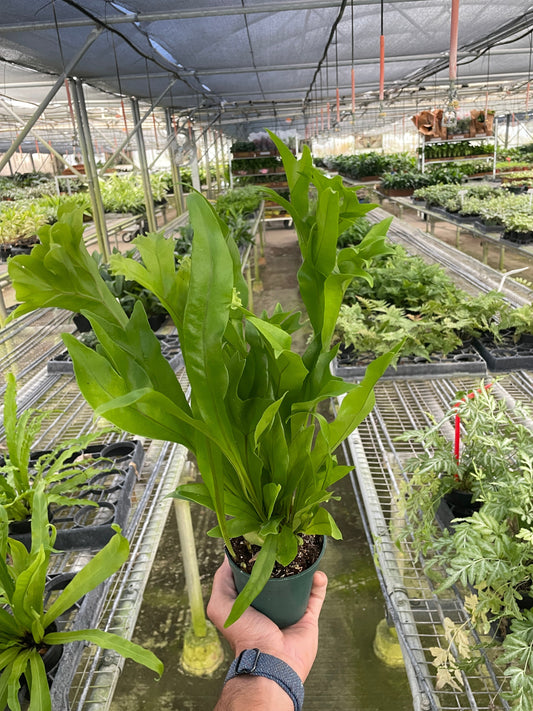 Green Flame Fern, Dwarf Elkhorn Fern