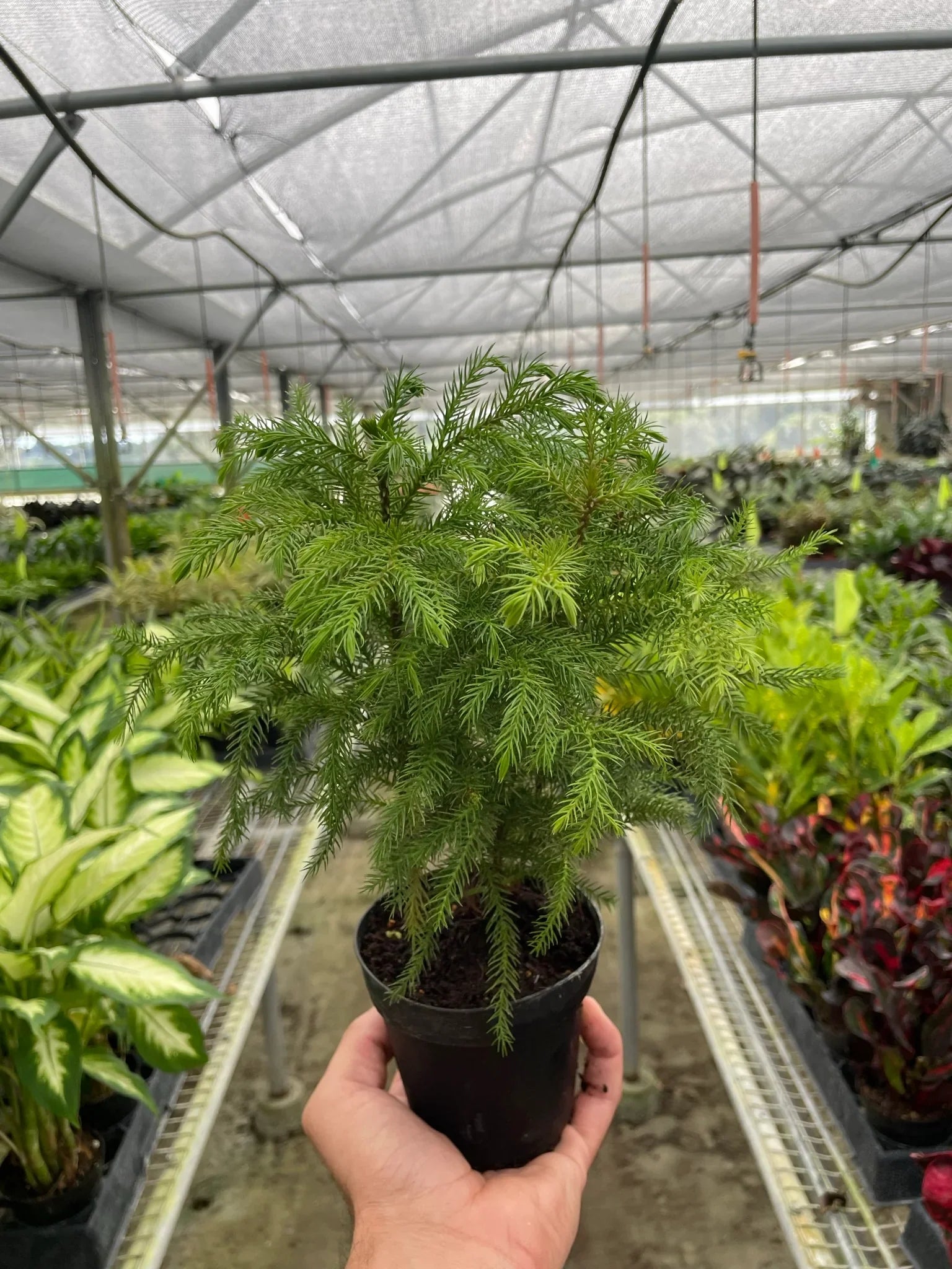 Norfolk 'Island Pine',  Araucaria heterophylla, indoor plant, Outdoor plant, Tree plant, Araucaria heterophylla bonsai.