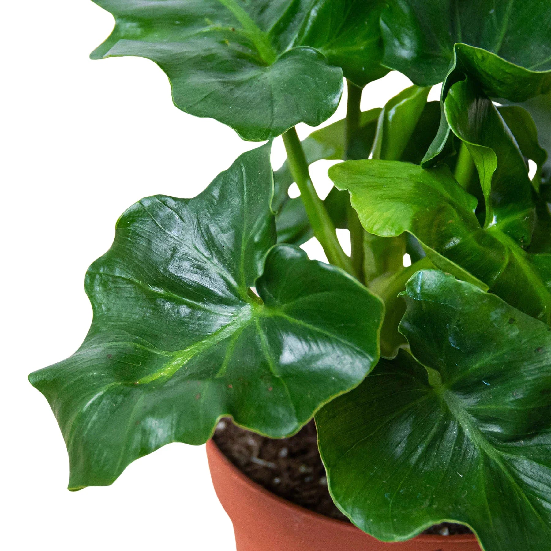 Philodendron 'Atom'