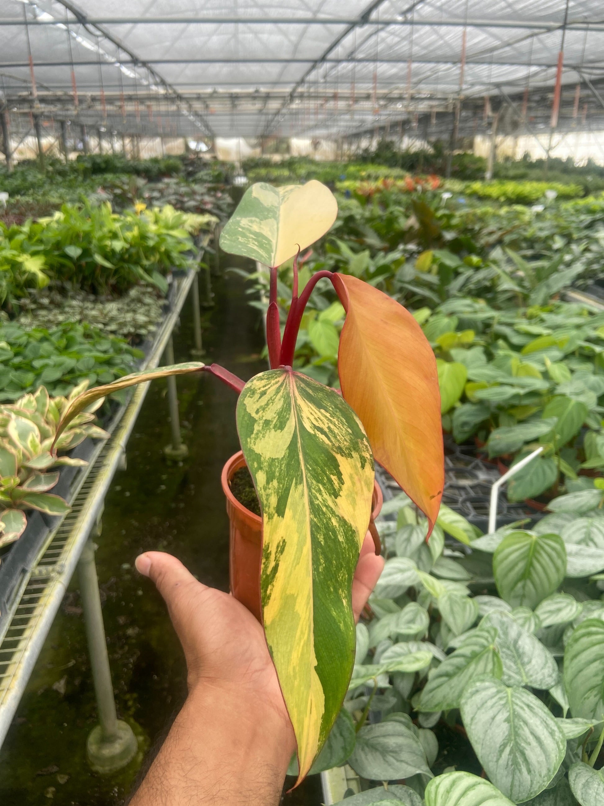 Philodendron 'Strawberry Shake'