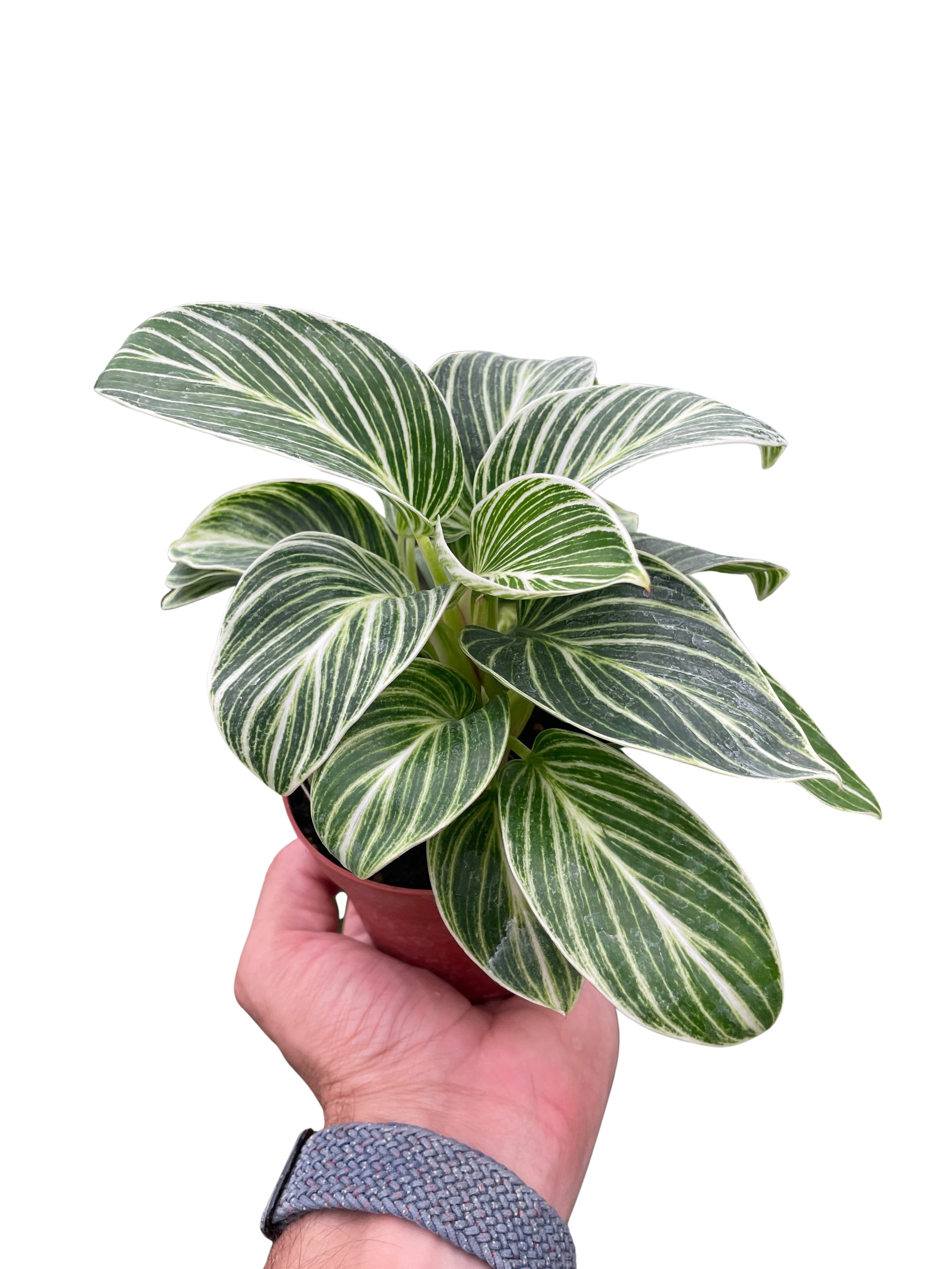 Philodendron White Measure