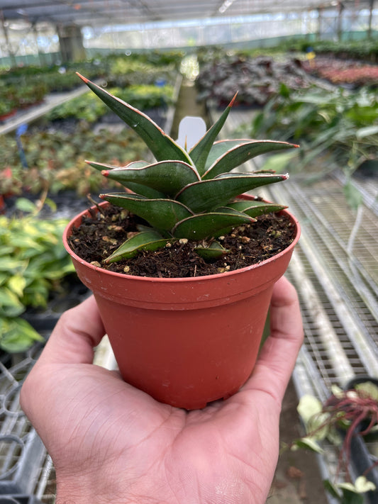 Snake Plant Lavranos