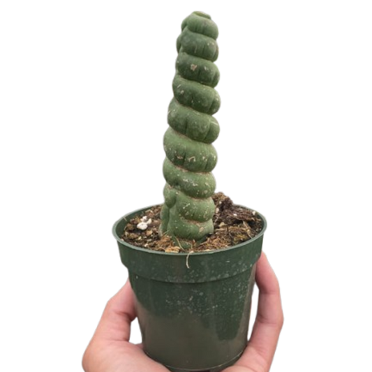 Succulent Unicorn Cactus