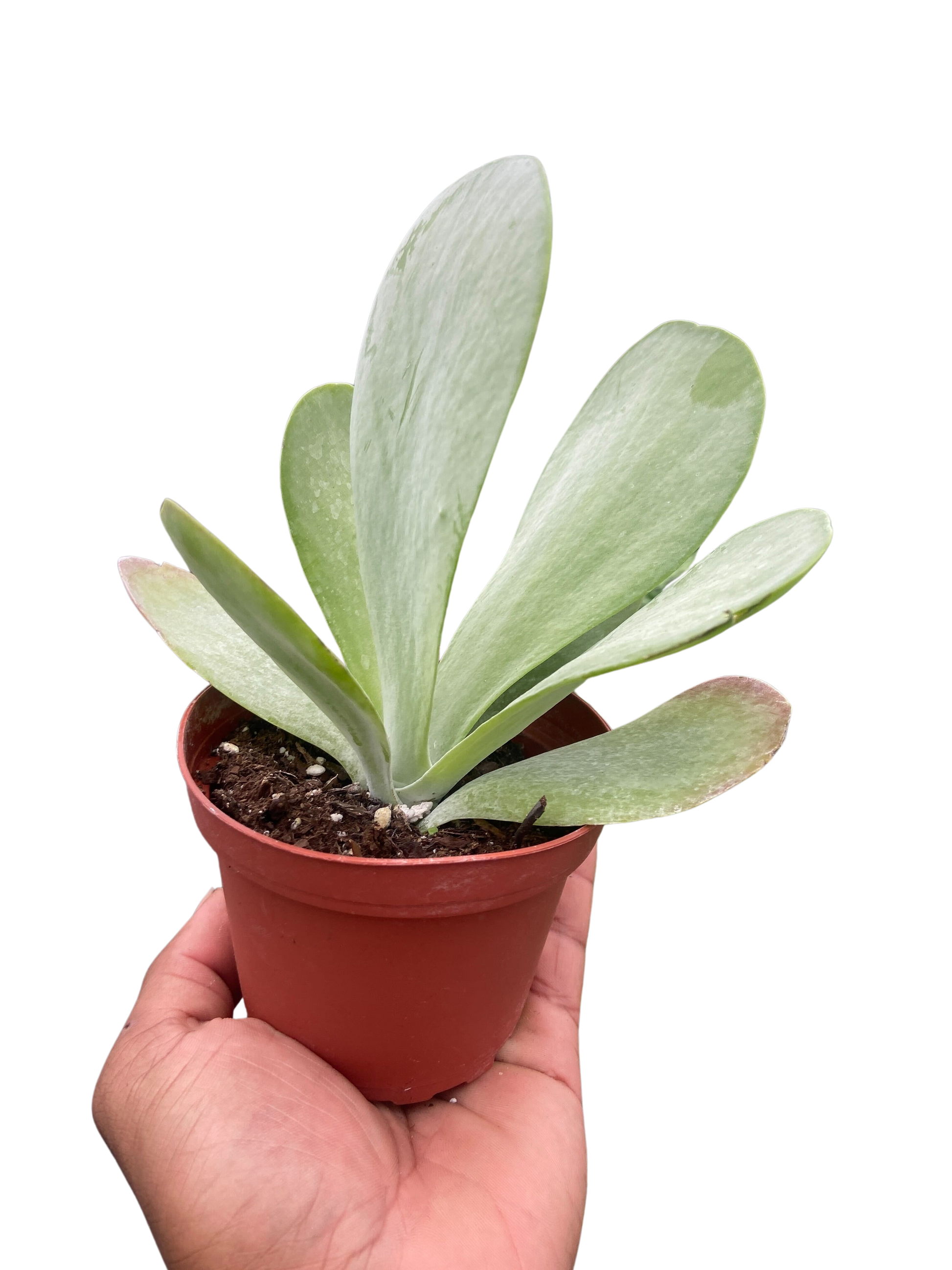 Succulent Kalanchoe 'Flap Jack'