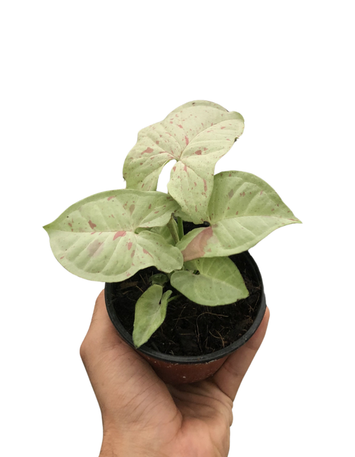 Syngonium 'Milk Confetti'