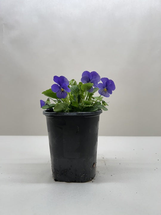 violets, pansies, and Johnny-jump-ups