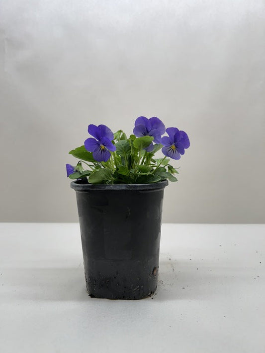 violets, pansies, and Johnny-jump-ups