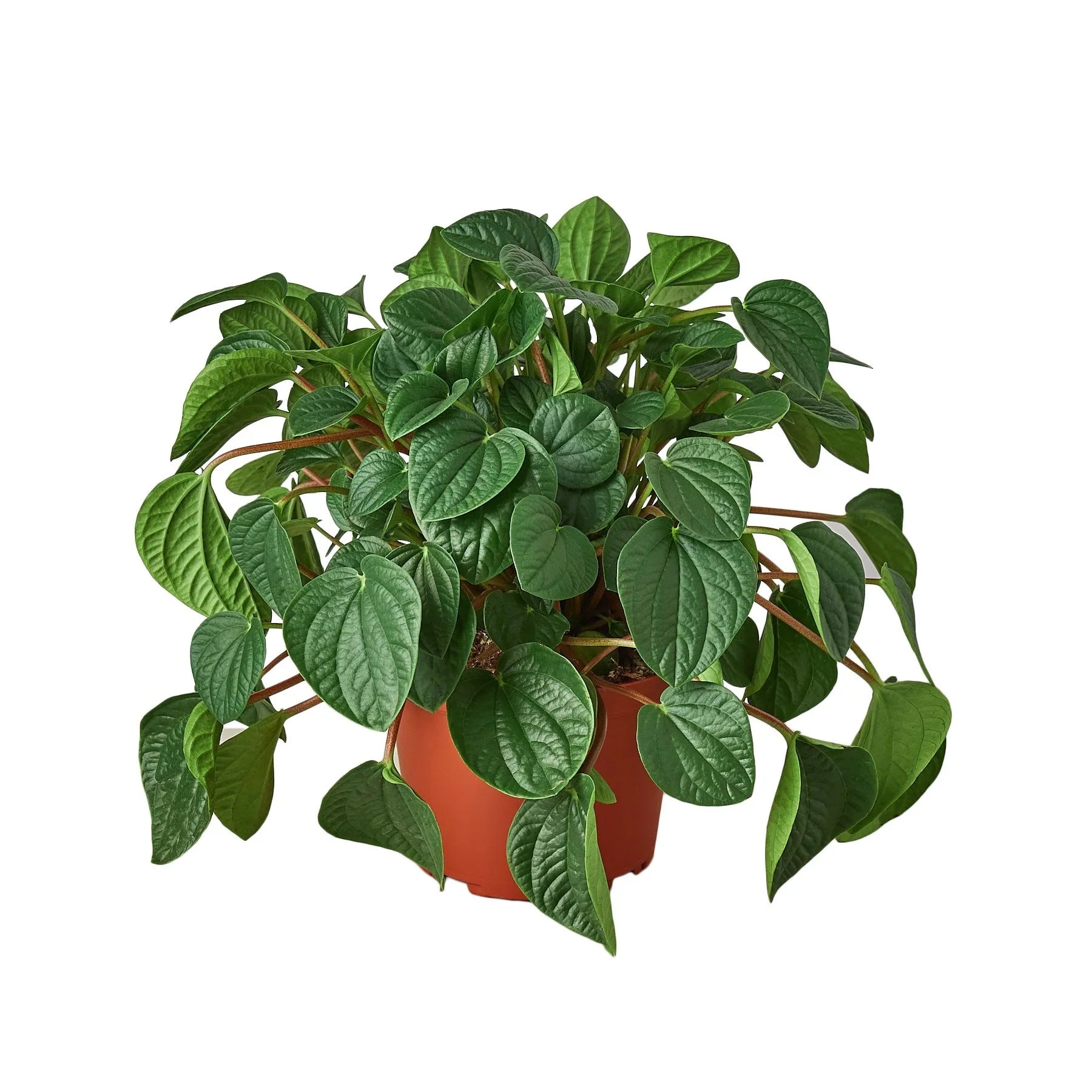 Peperomia 'Rana Verde', rana verde, rana verde meme, peperomia plant, large peperomia plant, indoor peperomia plant.
