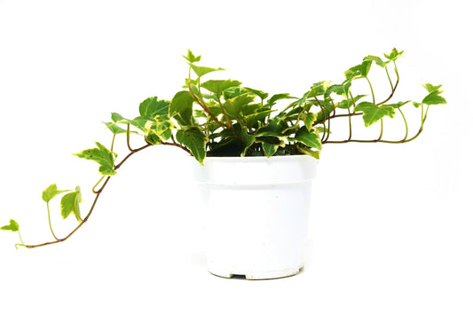 English Ivy Eva Trailing House Plants for Sale Online