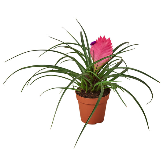 Bromeliad Tillandsia Cyanea Pink Quill