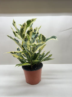 Croton 'Tamara'