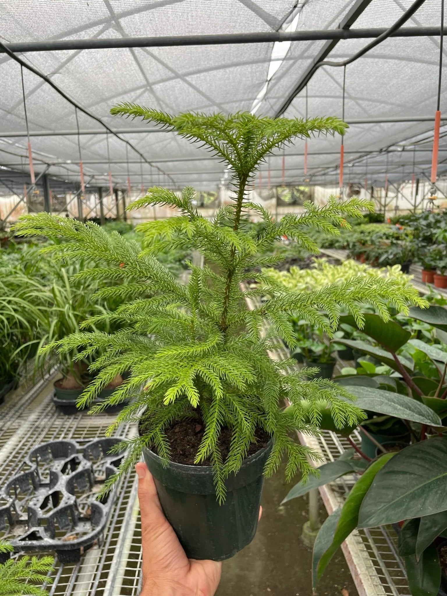 Norfolk 'Island Pine',  Araucaria heterophylla, indoor plant, Outdoor plant, Tree plant, Araucaria heterophylla bonsai.