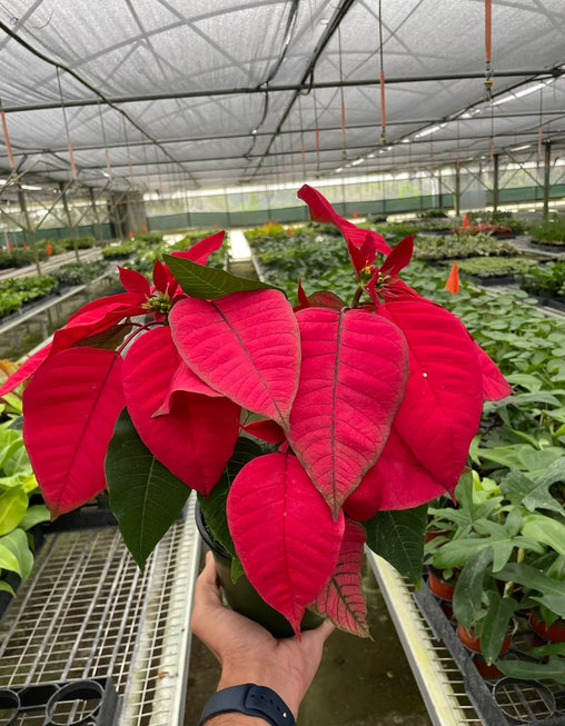 Poinsettia 'Red'