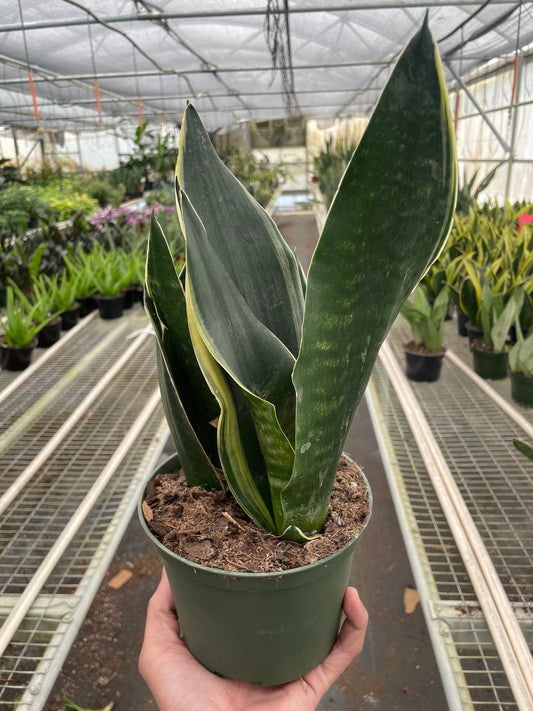 Snake Plant 'Fabi'