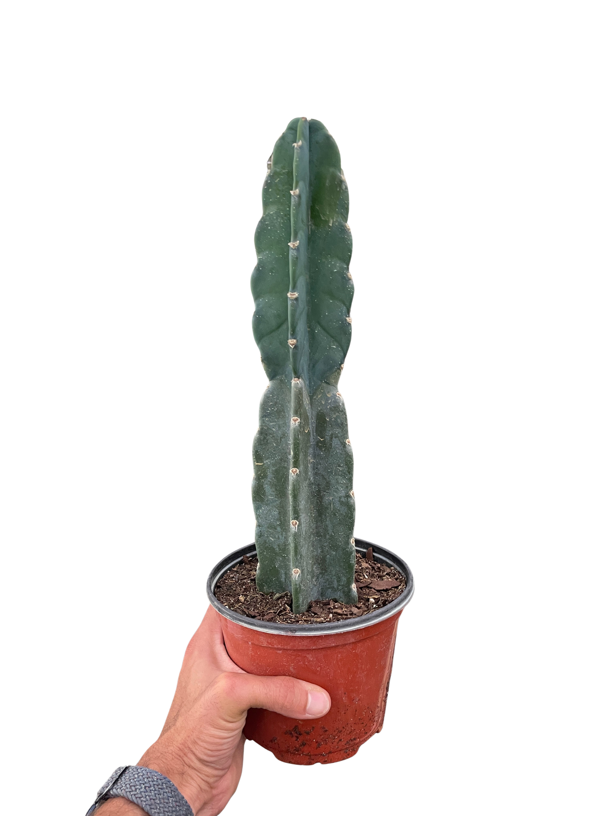 Succulent Cereus Cuddly Cactus