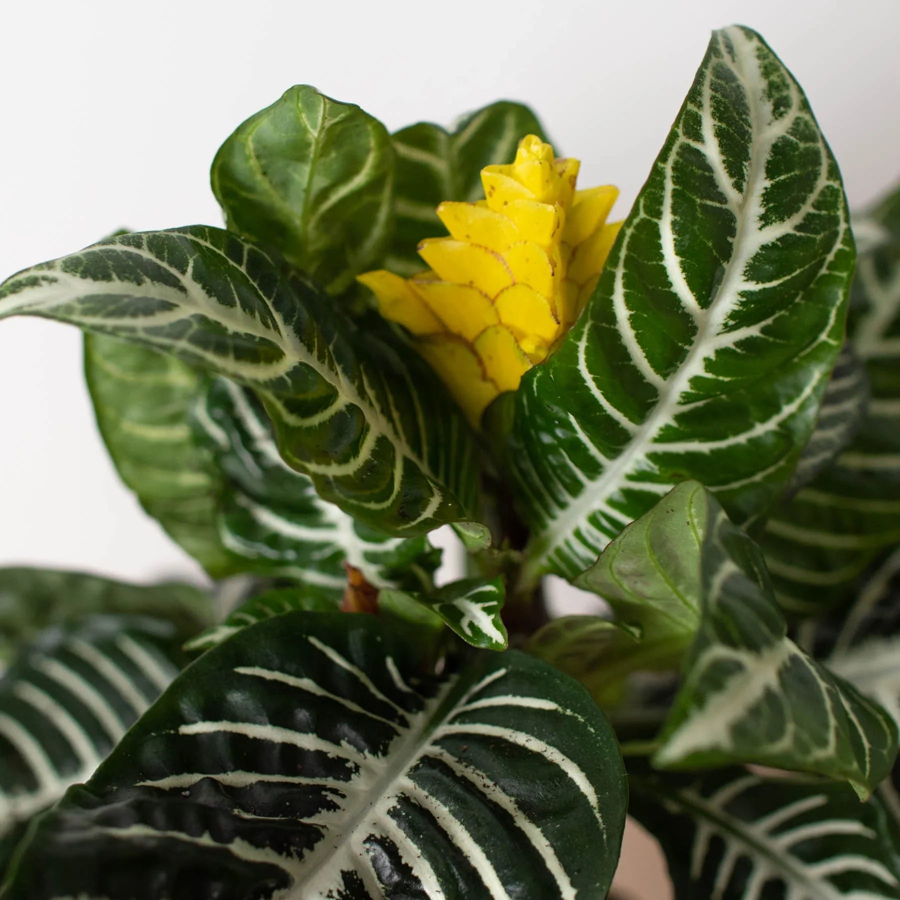 Aphelandra Zebra