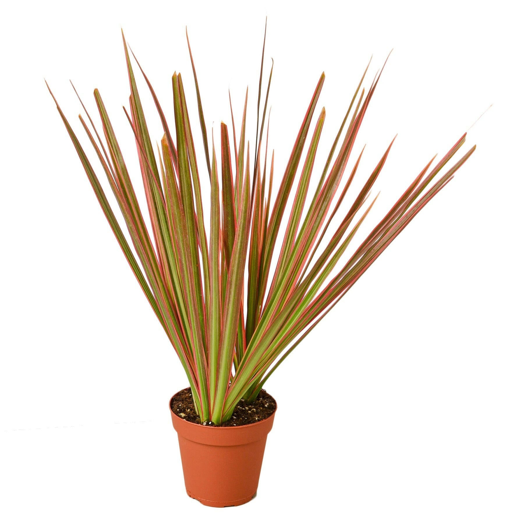 Dracaena marginata 'Colorama',  Dragon Tree,  Dragon live plant, Indoor plant, home decor plant, Colorama Plant.