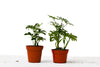 2 Different Schefflera Plants Variety Pack - 4
