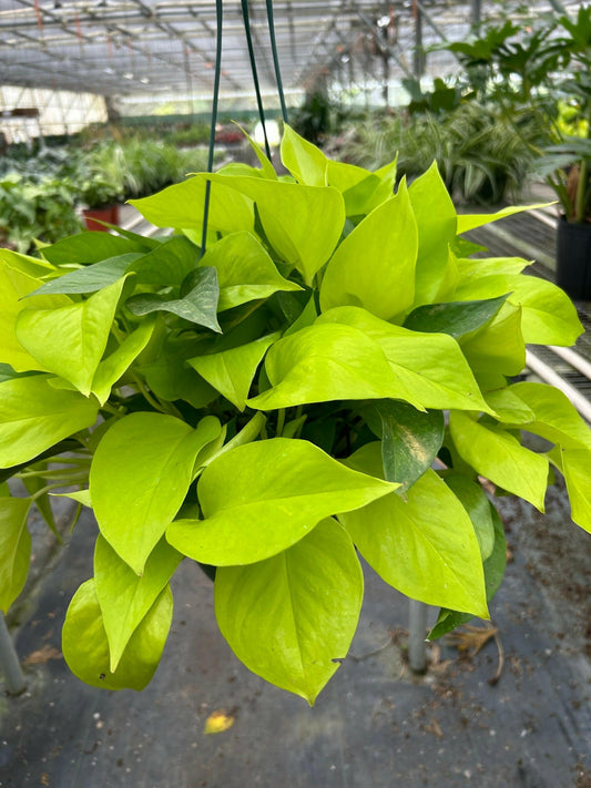 Pothos 'Neon'