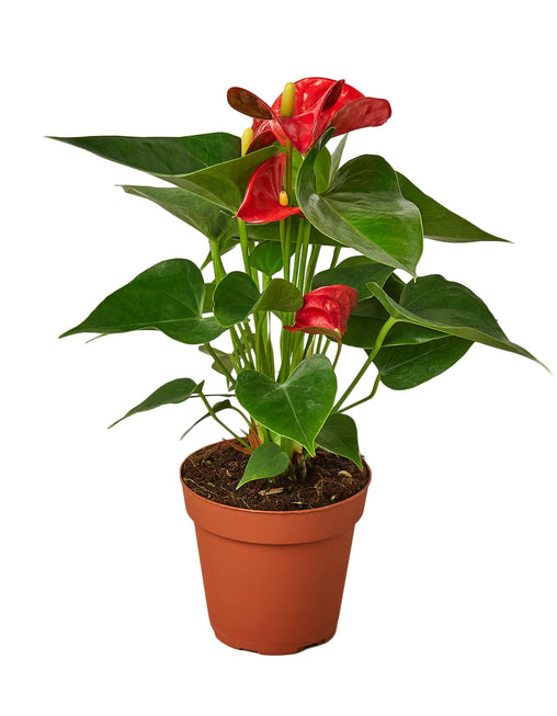 Anthurium 'Red'