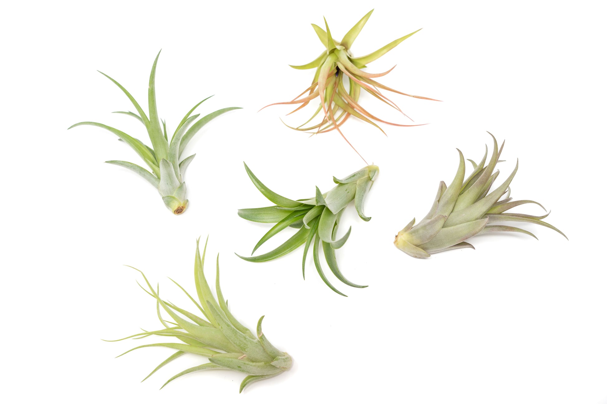 Tillandsia Air plants, Tillandsia plant, Air plant care, Indoor air plants, Tillandsia care, Hanging air plants, Air plant decor, Tillandsia terrarium, Air plant sale, Low-maintenance air plants, Tillandsia air purifier, Tillandsia accessories, Tillandsia Assorted 12
,Airplant Variety, Corkscrew Plant, Air Plant Pack, Air Plant Live, Air Plant Kit, Tillandsia, Wholesale Airplants, Twisted Acres Airplant
, Live Air Plants, Bulk Air Plants, Assorted Air Plants, Air Plants Variety, Air Plants Live