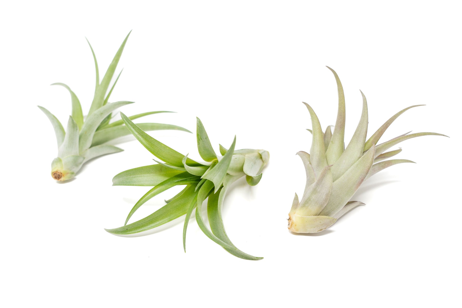 Tillandsia Air plants, Tillandsia plant, Air plant care, Indoor air plants, Tillandsia care, Hanging air plants, Air plant decor, Tillandsia terrarium, Air plant sale, Low-maintenance air plants, Tillandsia air purifier, Tillandsia accessories, Tillandsia Assorted 12
,Airplant Variety, Corkscrew Plant, Air Plant Pack, Air Plant Live, Air Plant Kit, Tillandsia, Wholesale Airplants, Twisted Acres Airplant
, Live Air Plants, Bulk Air Plants, Assorted Air Plants, Air Plants Variety, Air Plants Live