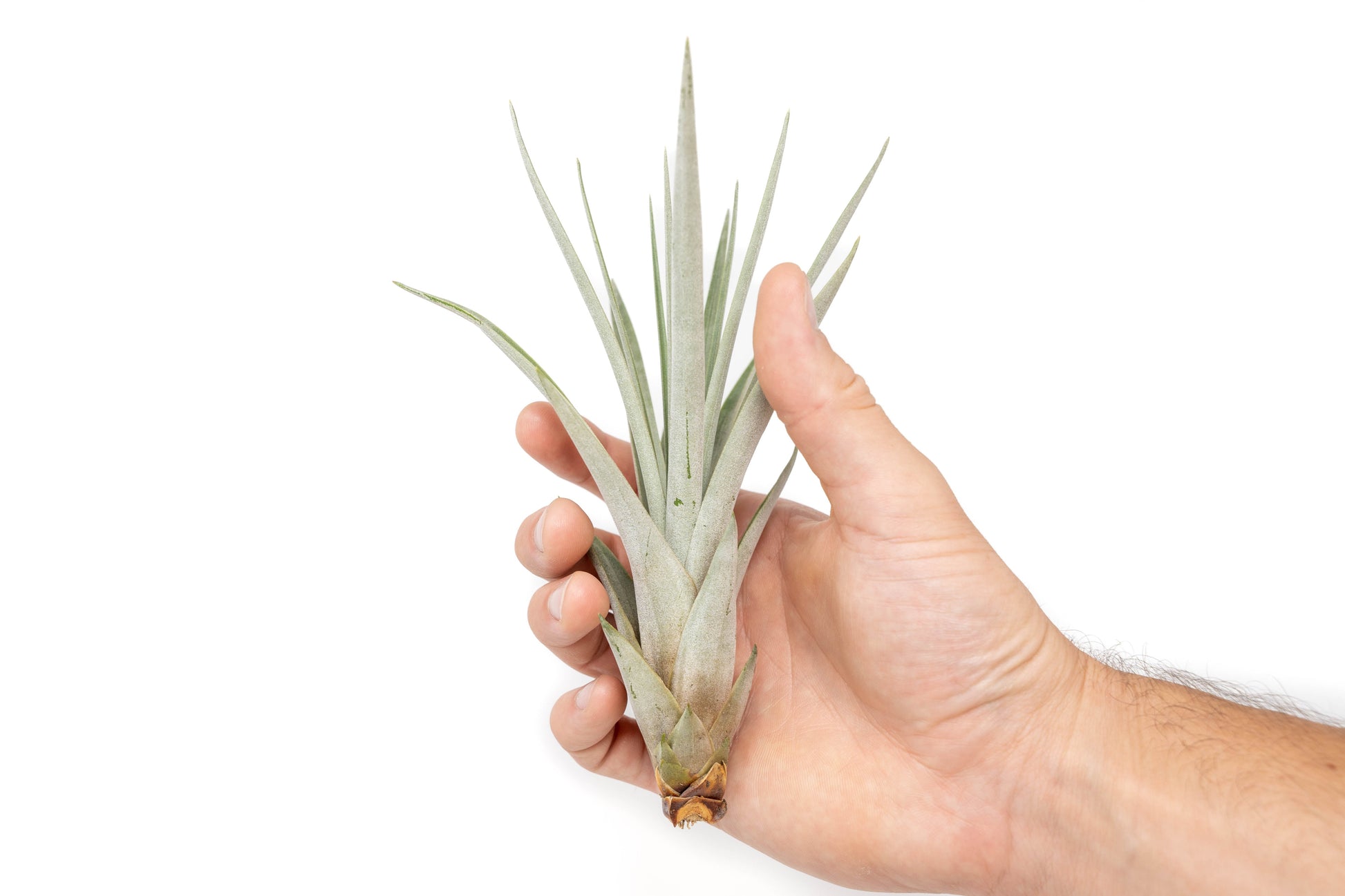 Tillandsia Air plants, Tillandsia plant, Air plant care, Indoor air plants, Tillandsia care, Hanging air plants, Air plant decor, Tillandsia terrarium, Air plant sale, Low-maintenance air plants, Tillandsia air purifier, Tillandsia accessories, Tillandsia Assorted 12
,Airplant Variety, Corkscrew Plant, Air Plant Pack, Air Plant Live, Air Plant Kit, Tillandsia, Wholesale Airplants, Twisted Acres Airplant
, Live Air Plants, Bulk Air Plants, Assorted Air Plants, Air Plants Variety, Air Plants Live