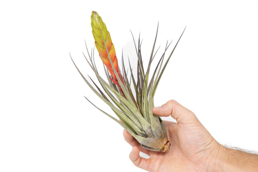 Tillandsia Air plants, Tillandsia plant, Air plant care, Indoor air plants, Tillandsia care, Hanging air plants, Air plant decor, Tillandsia terrarium, Air plant sale, Low-maintenance air plants, Tillandsia air purifier, Tillandsia accessories, Tillandsia Assorted 12
,Airplant Variety, Corkscrew Plant, Air Plant Pack, Air Plant Live, Air Plant Kit, Tillandsia, Wholesale Airplants, Twisted Acres Airplant
, Live Air Plants, Bulk Air Plants, Assorted Air Plants, Air Plants Variety, Air Plants Live