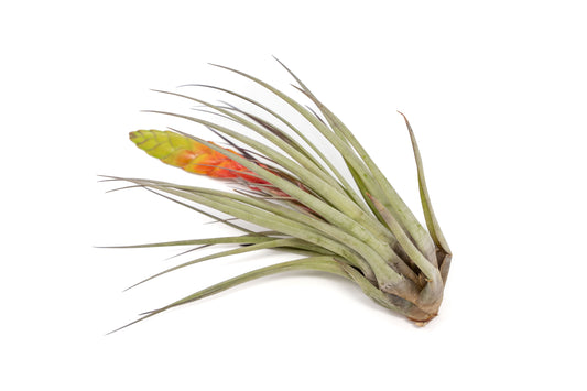 Tillandsia Air plants, Tillandsia plant, Air plant care, Indoor air plants, Tillandsia care, Hanging air plants, Air plant decor, Tillandsia terrarium, Air plant sale, Low-maintenance air plants, Tillandsia air purifier, Tillandsia accessories, Tillandsia Assorted 12
,Airplant Variety, Corkscrew Plant, Air Plant Pack, Air Plant Live, Air Plant Kit, Tillandsia, Wholesale Airplants, Twisted Acres Airplant
, Live Air Plants, Bulk Air Plants, Assorted Air Plants, Air Plants Variety, Air Plants Live