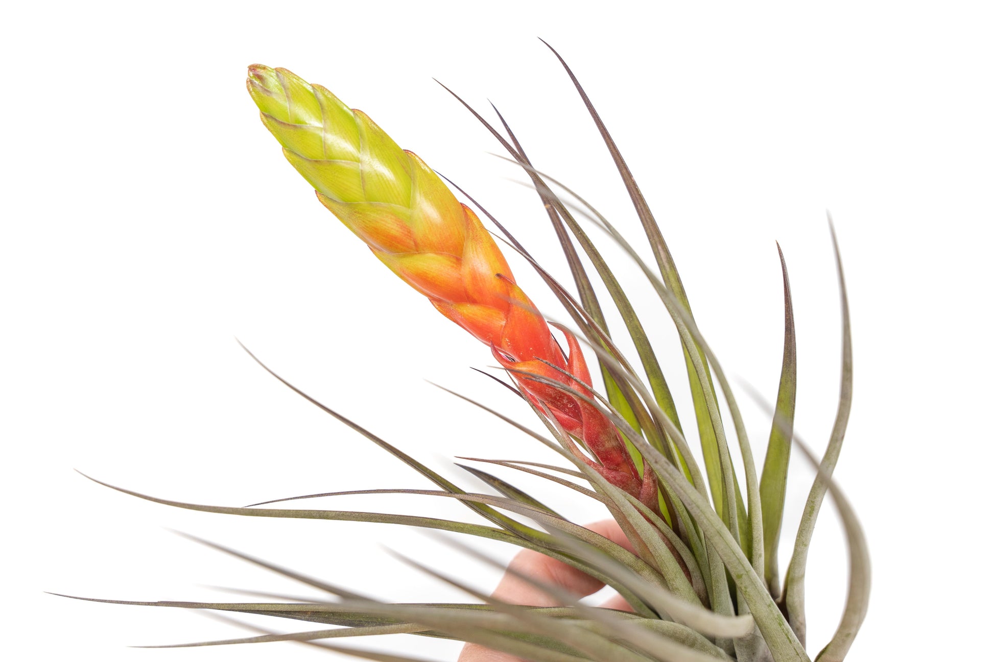 Tillandsia Air plants, Tillandsia plant, Air plant care, Indoor air plants, Tillandsia care, Hanging air plants, Air plant decor, Tillandsia terrarium, Air plant sale, Low-maintenance air plants, Tillandsia air purifier, Tillandsia accessories, Tillandsia Assorted 12
,Airplant Variety, Corkscrew Plant, Air Plant Pack, Air Plant Live, Air Plant Kit, Tillandsia, Wholesale Airplants, Twisted Acres Airplant
, Live Air Plants, Bulk Air Plants, Assorted Air Plants, Air Plants Variety, Air Plants Live