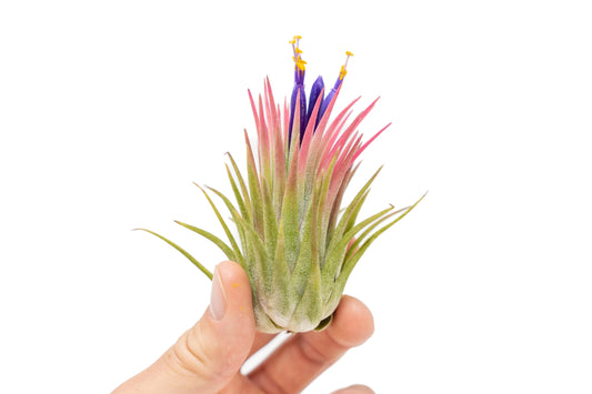 Large Tillandsia Ionantha Rubra Air Plants