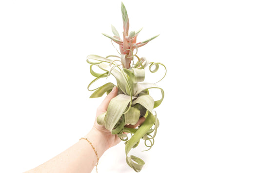 Tillandsia Air plants, Tillandsia plant, Air plant care, Indoor air plants, Tillandsia care, Hanging air plants, Air plant decor, Tillandsia terrarium, Air plant sale, Low-maintenance air plants, Tillandsia air purifier, Tillandsia accessories, Tillandsia Assorted 12
,Airplant Variety, Corkscrew Plant, Air Plant Pack, Air Plant Live, Air Plant Kit, Tillandsia, Wholesale Airplants, Twisted Acres Airplant
, Live Air Plants, Bulk Air Plants, Assorted Air Plants, Air Plants Variety, Air Plants Live