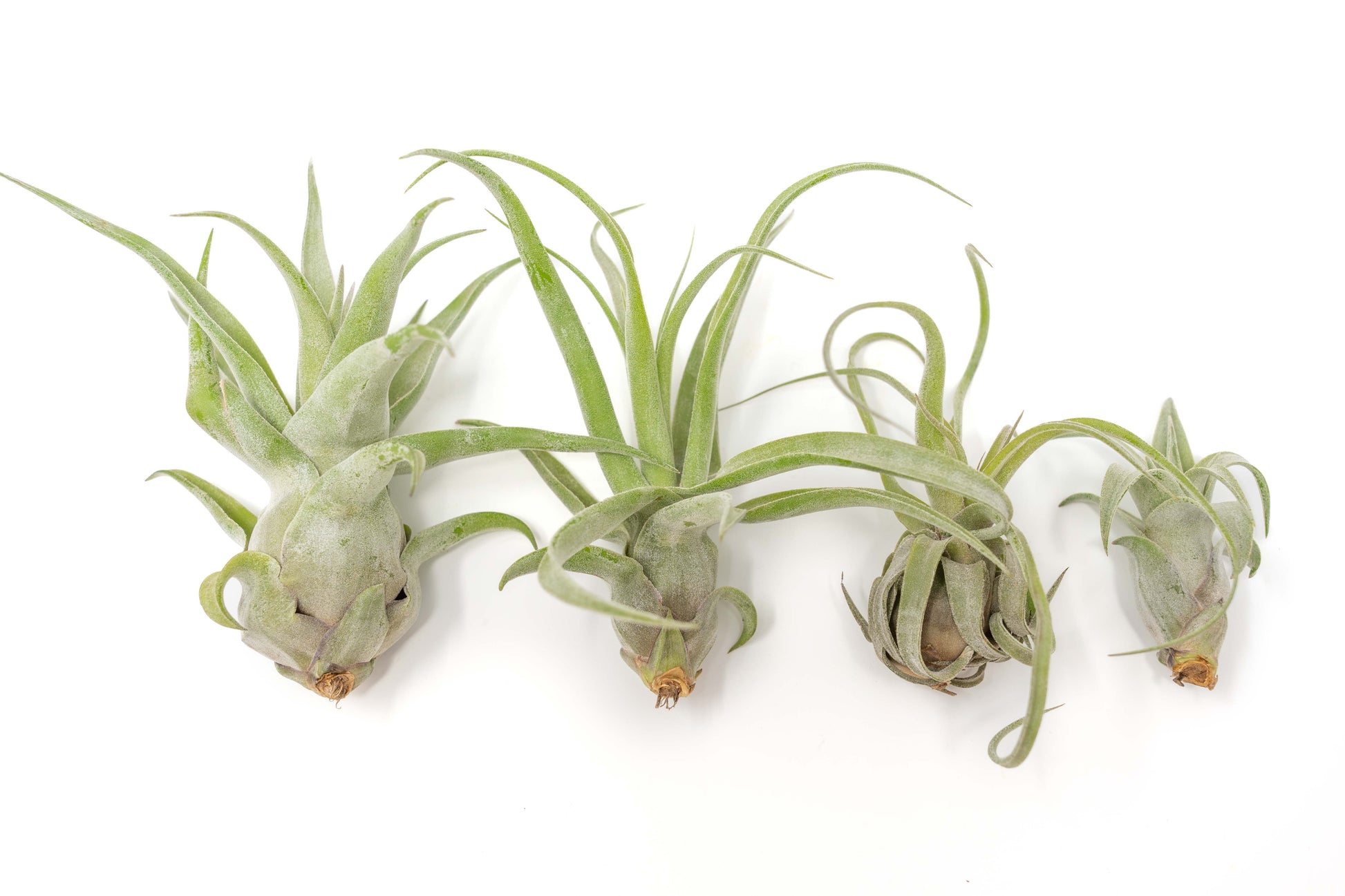 Tillandsia Air plants, Tillandsia plant, Air plant care, Indoor air plants, Tillandsia care, Hanging air plants, Air plant decor, Tillandsia terrarium, Air plant sale, Low-maintenance air plants, Tillandsia air purifier, Tillandsia accessories, Tillandsia Assorted 12
,Airplant Variety, Corkscrew Plant, Air Plant Pack, Air Plant Live, Air Plant Kit, Tillandsia, Wholesale Airplants, Twisted Acres Airplant
, Live Air Plants, Bulk Air Plants, Assorted Air Plants, Air Plants Variety, Air Plants Live