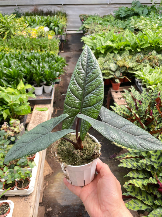 Alocasia Scalprum Elephant's Ear