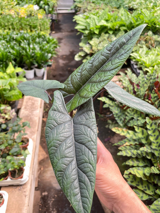 Alocasia Scalprum Elephant's Ear